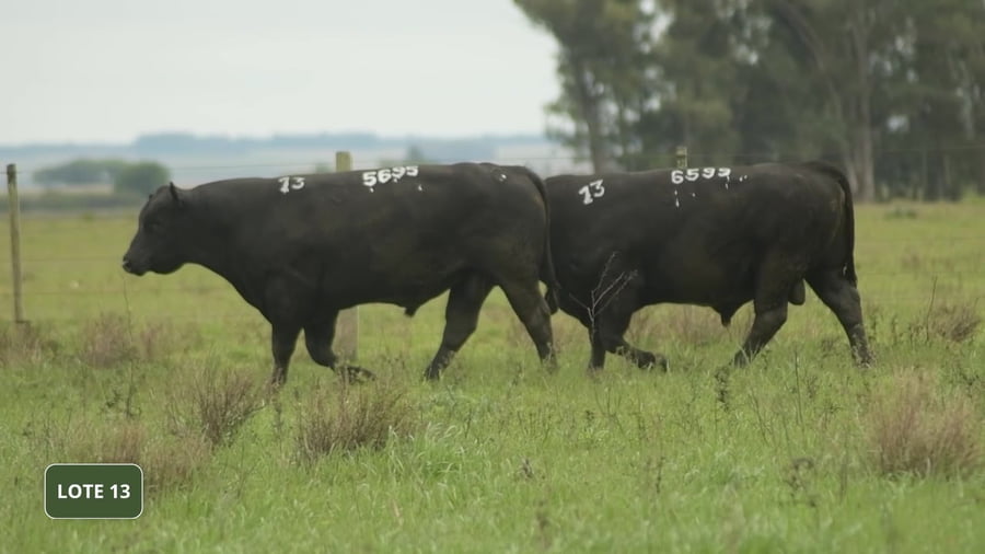 Lote Lote 13