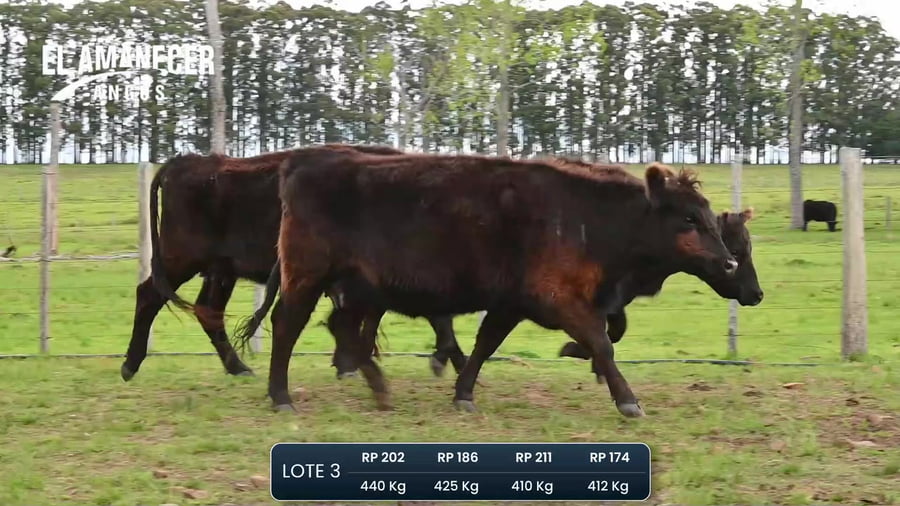 Lote Piezas de cria