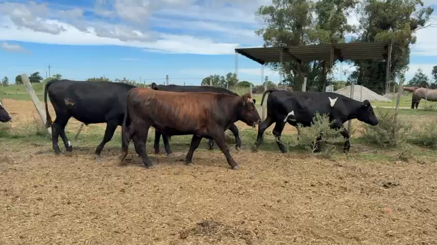 Lote NOVILLOS 1 a 2 AÑOS