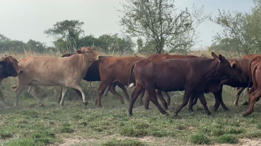 Lote 42 Vaquillonas preñadas en Corrientes, Saladas