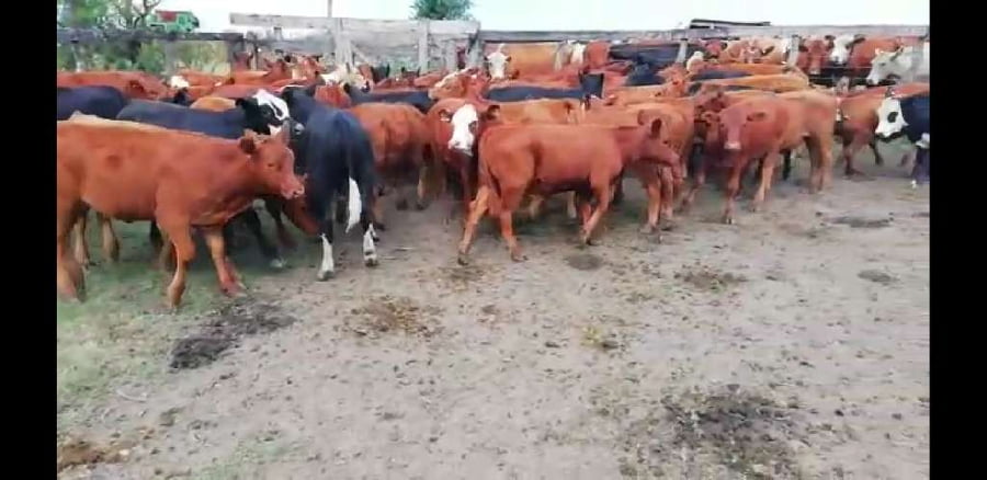 Lote 67 Terneros/as en Villaguay, Entre Ríos