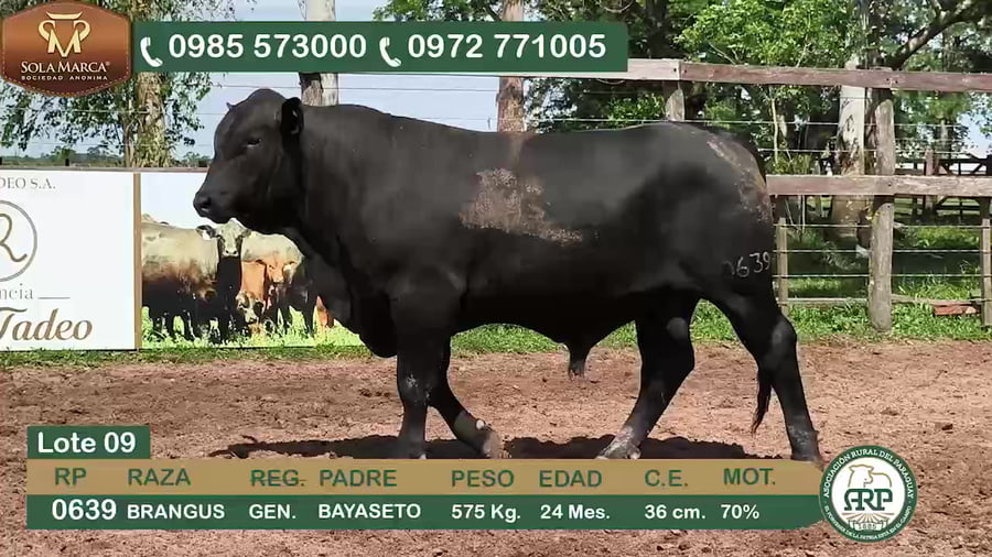 Lote Toros BRANGUS a remate en 34º Feria especial de reproductores e invernada, Ñeembucú