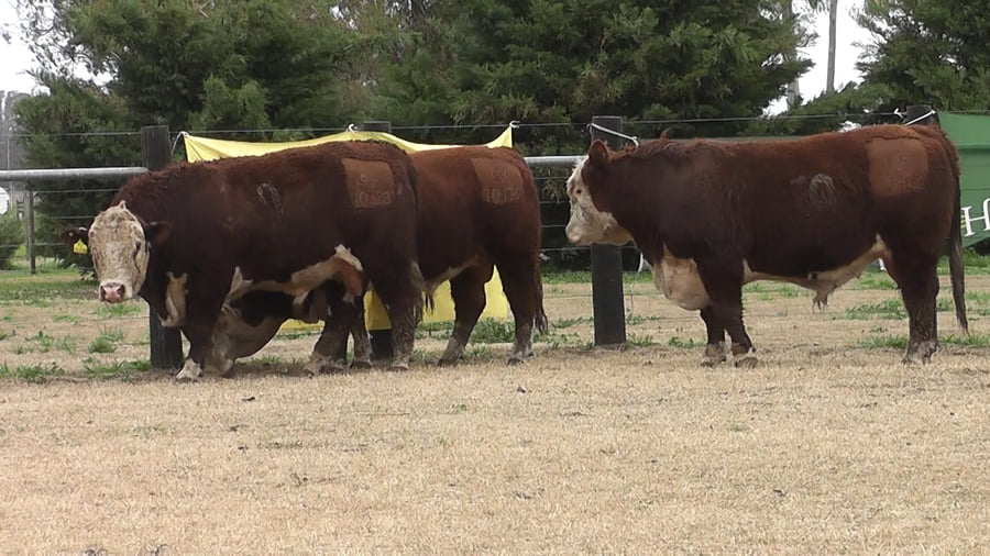 Lote TOROS P. HEREFORD PR
