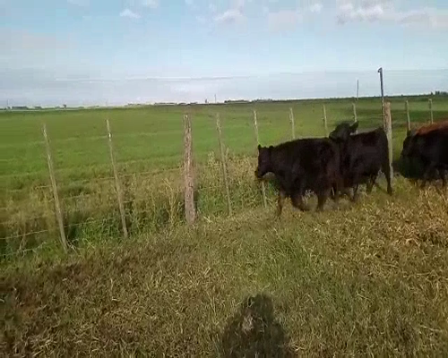 Lote 12 Terneros/as en Pehuajó, Buenos Aires