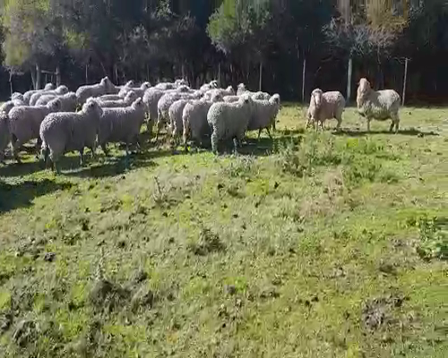 Lote 120 Ovejas en Soriano