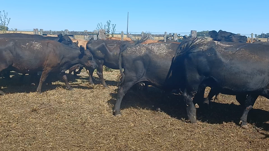 Lote 30 Vacas CUT preñadas RAUCH