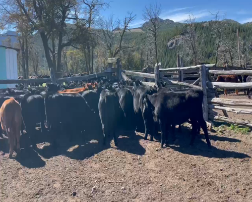 Lote 50 Ternera en Coyhaique, XI Región Aysén