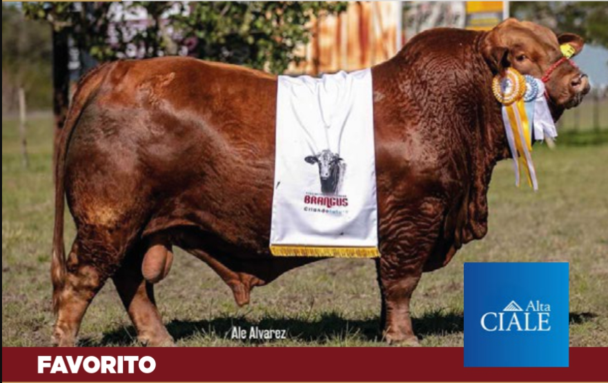 Lote PAQUETE 10 DOSIS