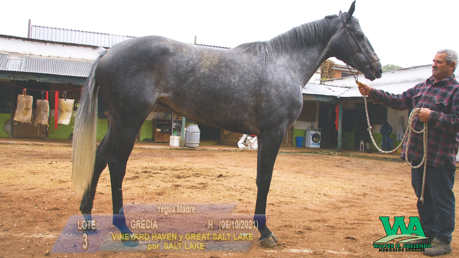 Lote GRECIA