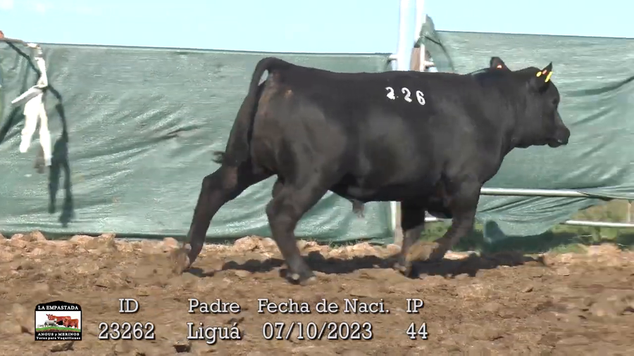 Lote 3 Toros a remate en La Empastada, Durazno