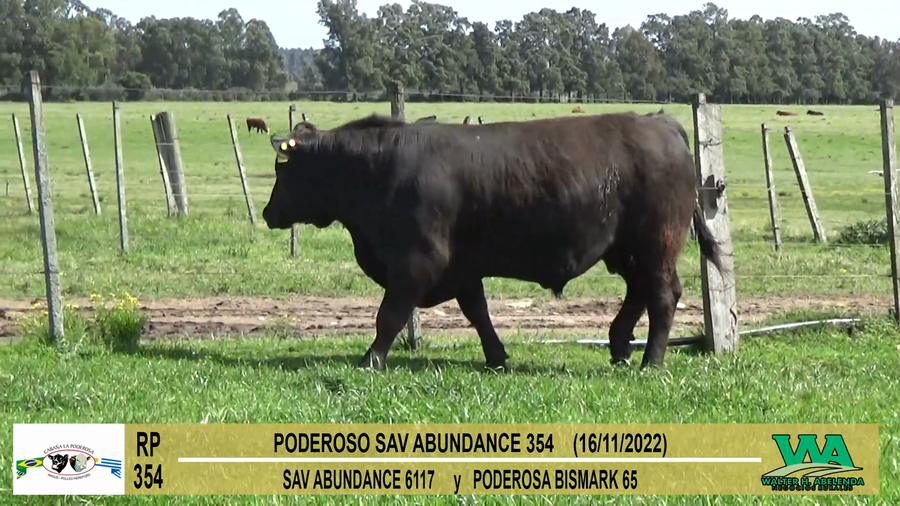 Lote Toros PI / PO / PC Angus a remate en Cabaña La Poderosa, Florida