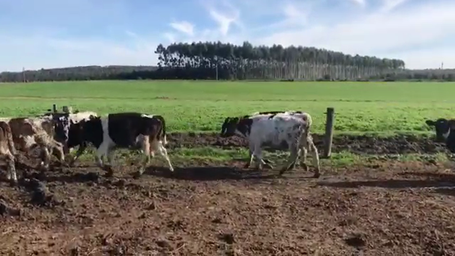 Lote (Vendido)10 Terneros HOLANDO a remate en 5to remate por pantalla ENTRE MARTILLOS 100/110kg - , San José