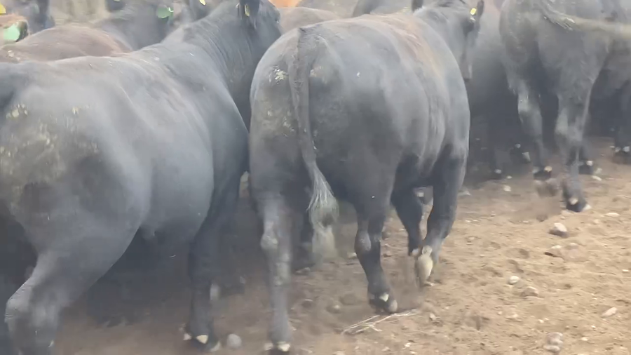 Lote 28 Novillo Gordo en Río Bueno, XIV Región Los Ríos