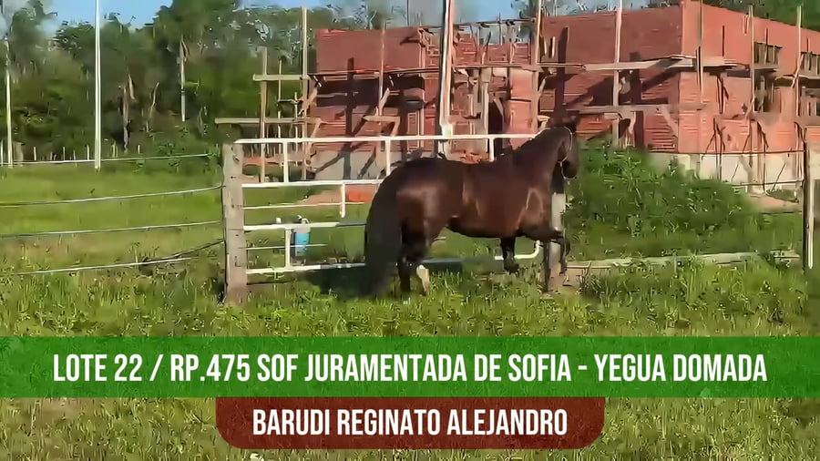 Lote SOF JURAMENTADA DE SOFIA