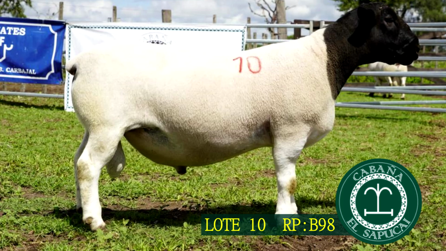 Lote RP B98