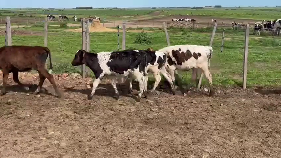Lote 37 Terneros a remate en Pantalla Camy, Florida