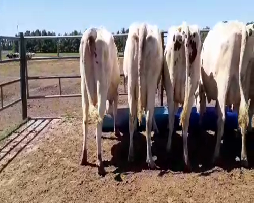 Lote Bossarelli Hermanos