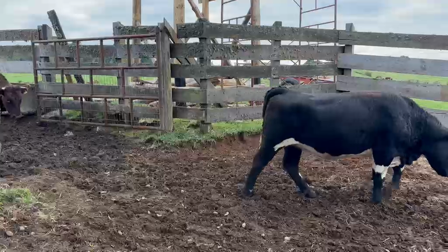 Lote 24 Vaquilla Gorda en Puerto Octay, X Región Los Lagos