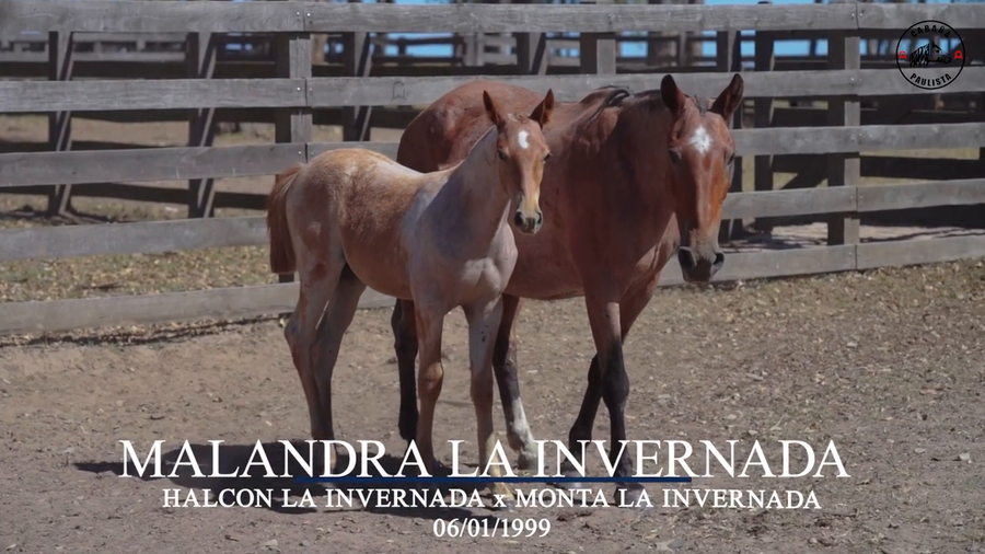 Lote Malandra La Invernada
