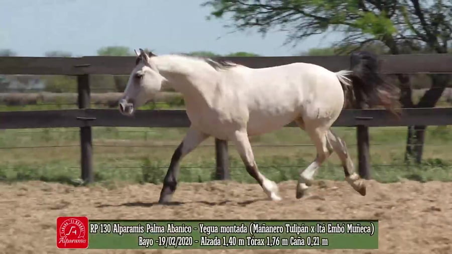 Lote Yegua montada