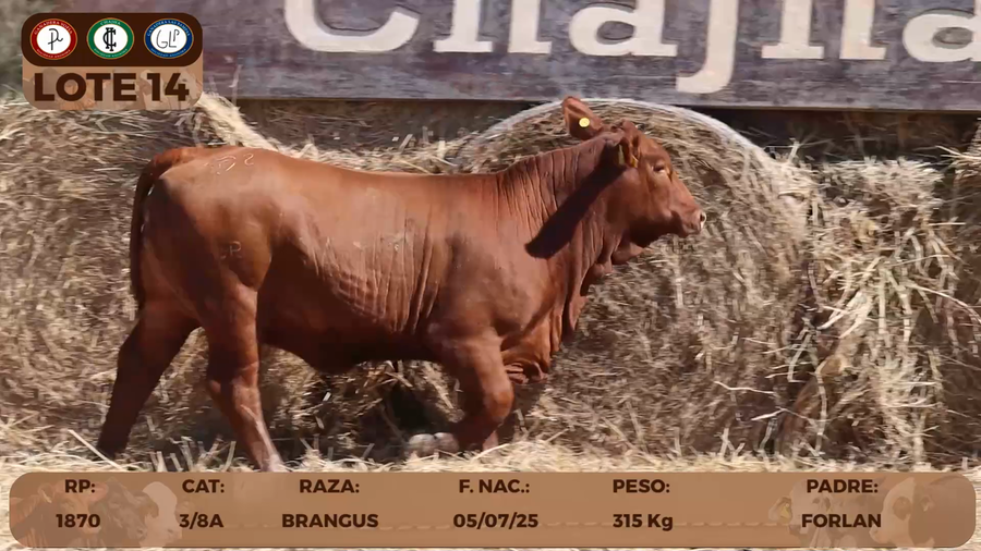 Lote LOTE 14