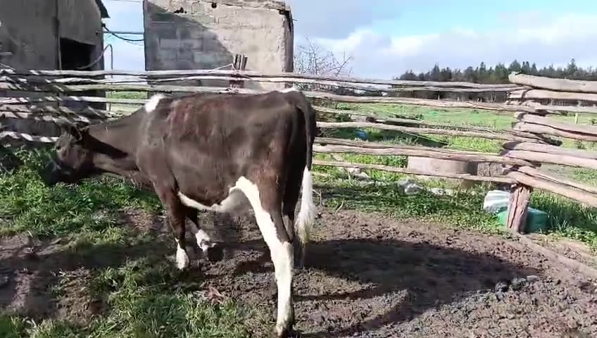 Lote Novillos a remate en Pantalla Camy, San José