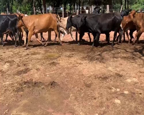 Lote 49 Vacas de invernar en Las Lajitas, Salta