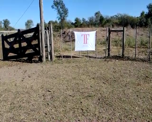 Lote 192 terneras - Tres Isletas Pcia Chaco