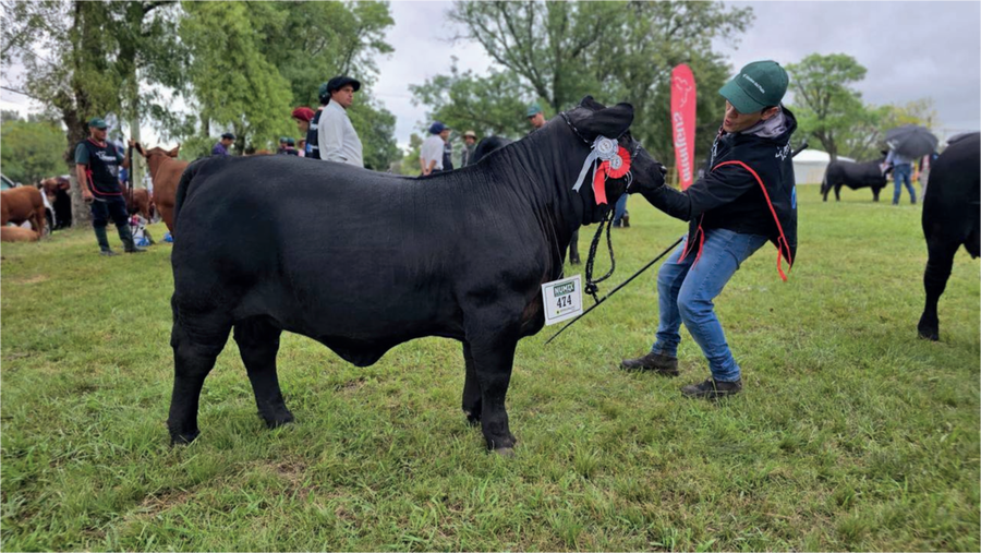 Lote JACARANDA BR MESSI 125 TE