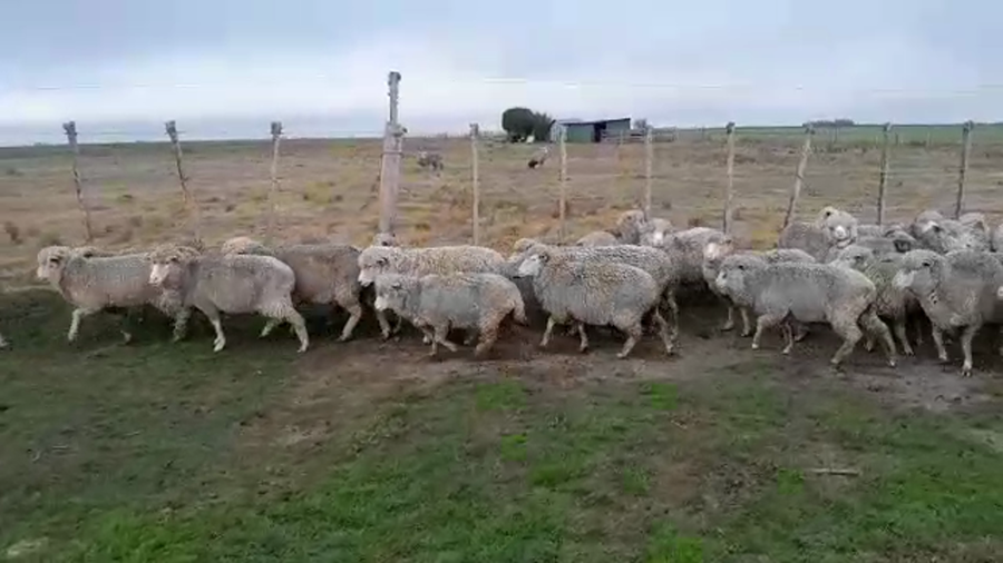 Lote 48 Ovejas a remate en PANTALLA CAMY 45kg - , San José