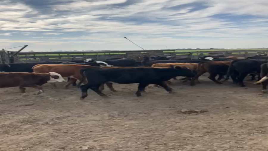 Lote 75 Terneras y 25 Terneros Angus y Brangus en Nelson, Santa Fe