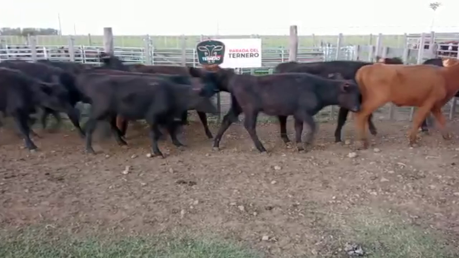 Lote 63 Terneras Carnicera a remate en PARADA DEL TERNERO 113kg -  en Parada fariña