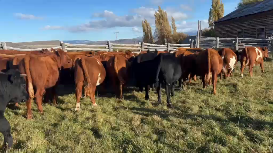 Lote 80 Novillo Engorda en Coyhaique,  XI Región Aysén
