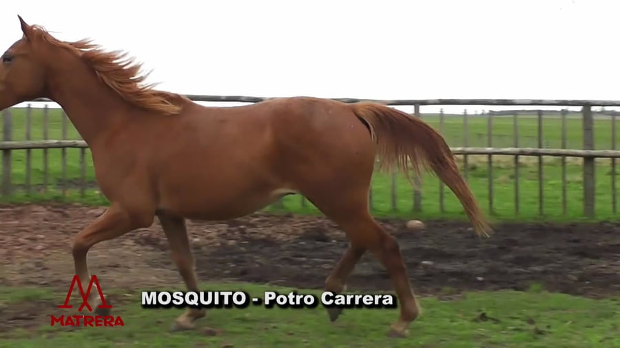 Lote Mosquito