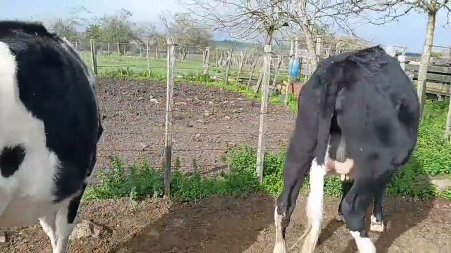 Lote 2 Vaquillonas  a remate en Pantalla Camy 500kg - , San José