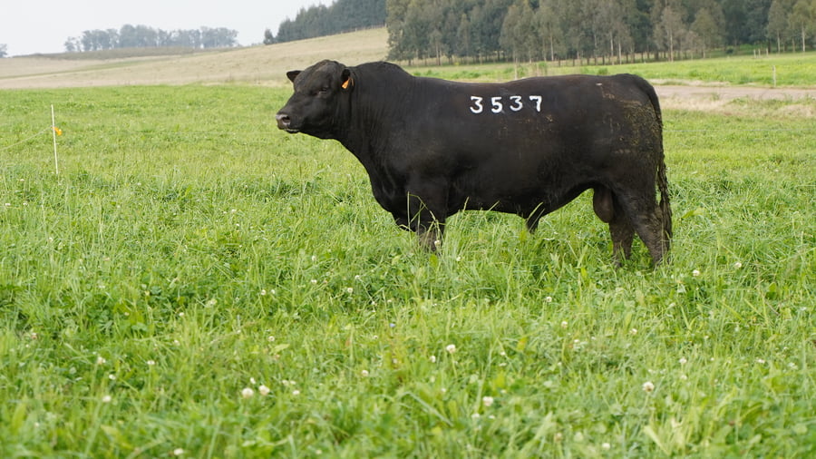 Lote Toros a remate en Ganadera Barracas S.A en Caraguata
