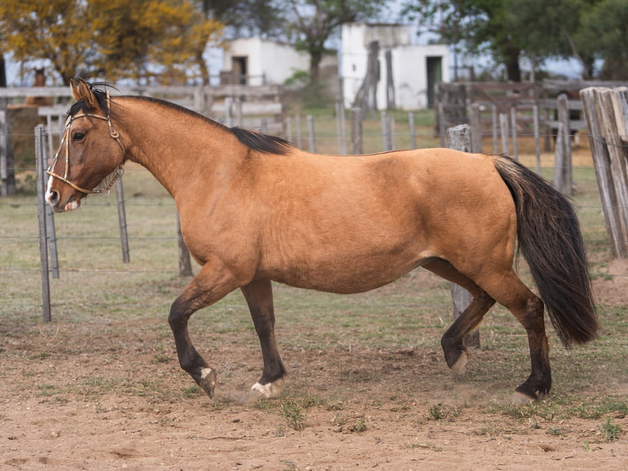 Lote LA BRAVA ALEMANA