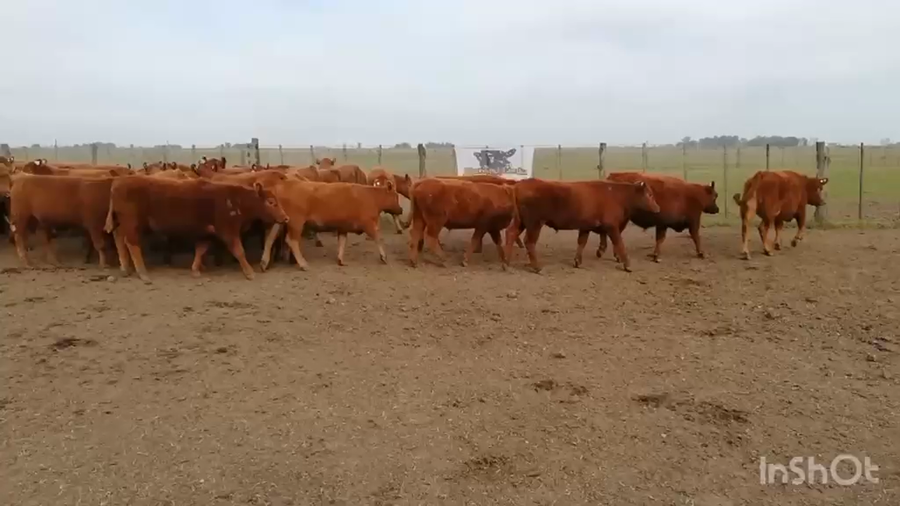 Lote 60 Novillitos