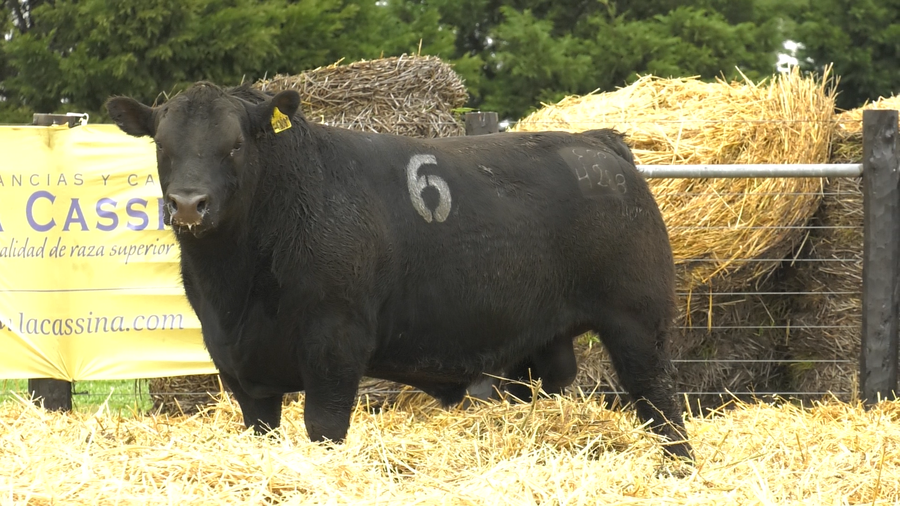 Lote TOROS ANGUS PURO CONTROLADO