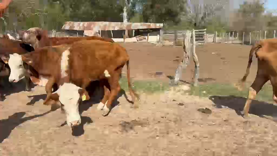 Lote 30 Vacas de invernar en Corrientes, Lavalle