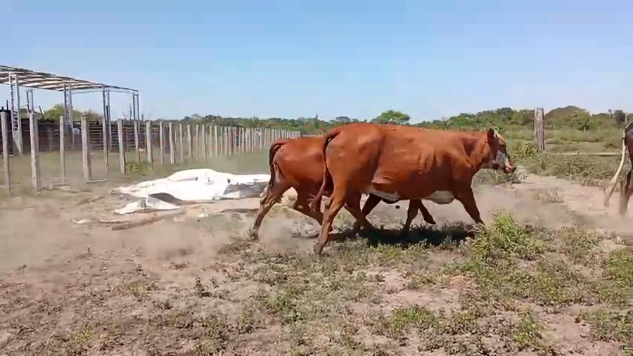 Lote 95 Vacas de invernar