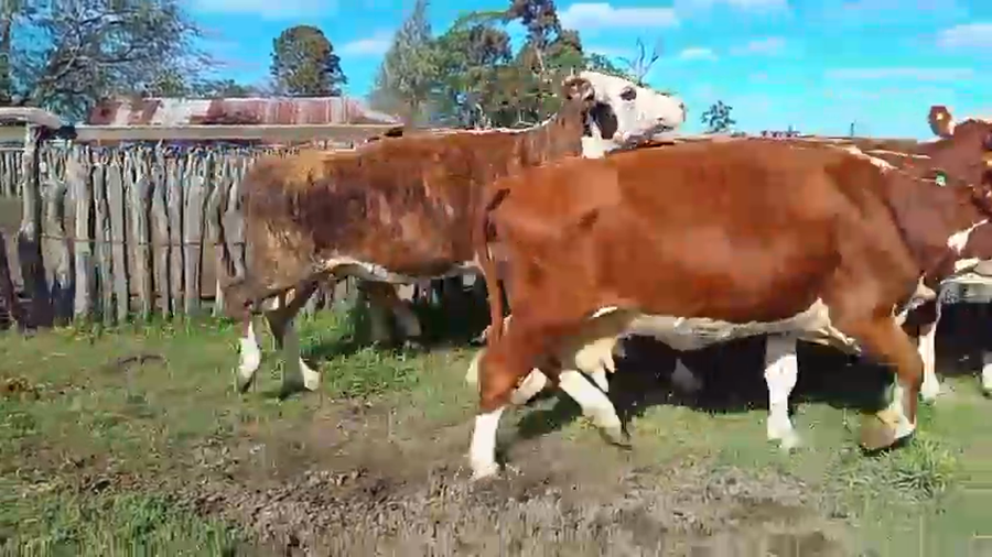 Lote 30 Vacas de invernar en Corrientes, Curuzu Cuatia