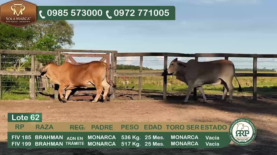 Lote 2 Hembras BRAHMAN a remate en 34º Feria especial de reproductores e invernada, Ñeembucú