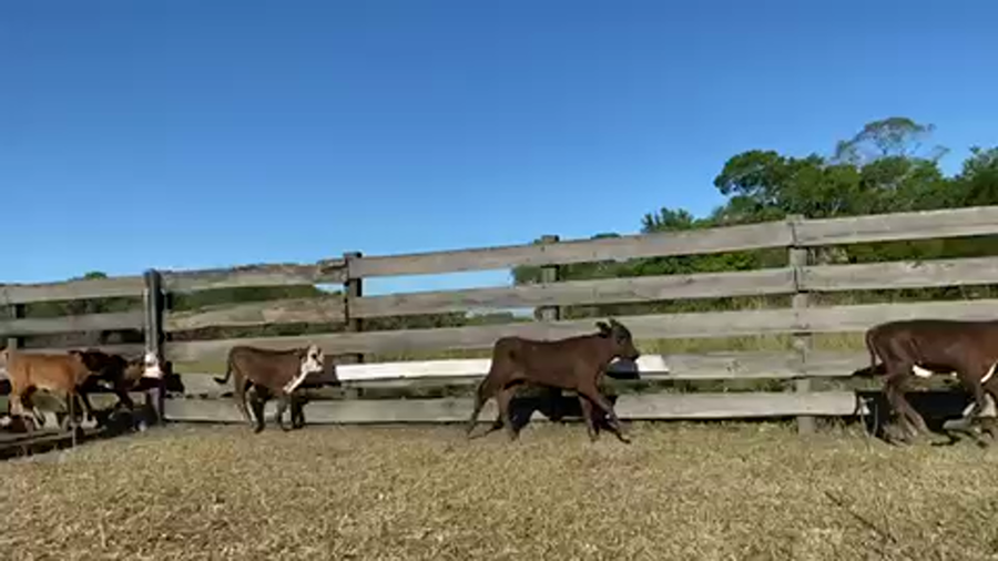 Lote 55 Vacas medio uso C/ cria en Formosa, Formosa