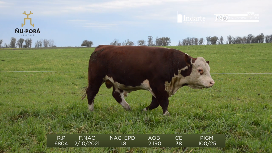 Lote Toros a remate en Remate anual Ñu Porá 2023, Paysandú