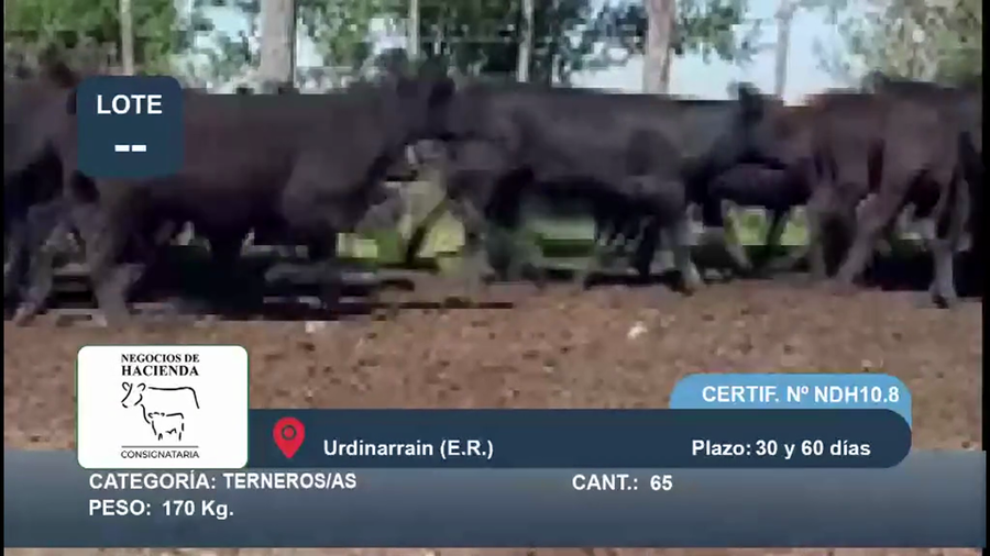 Lote 65 Terneros/as en Entre Ríos, Urdinarrain