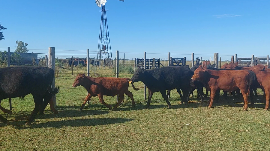 Lote 47 Terneros en Suipacha, Buenos Aires
