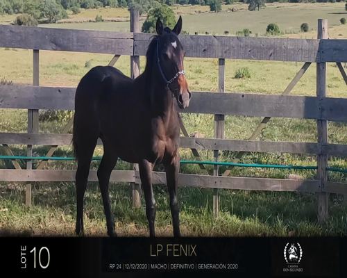 Lote LP FENIX