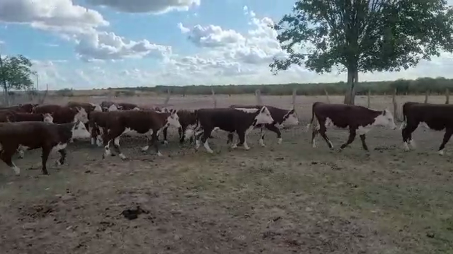 Lote 52 Terneros/as en Lucas N., Entre Ríos