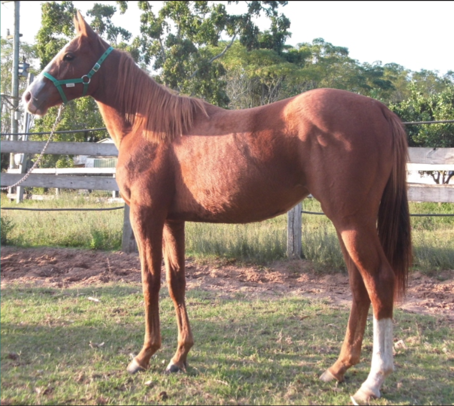 Lote OFELIA HOLLAND MR